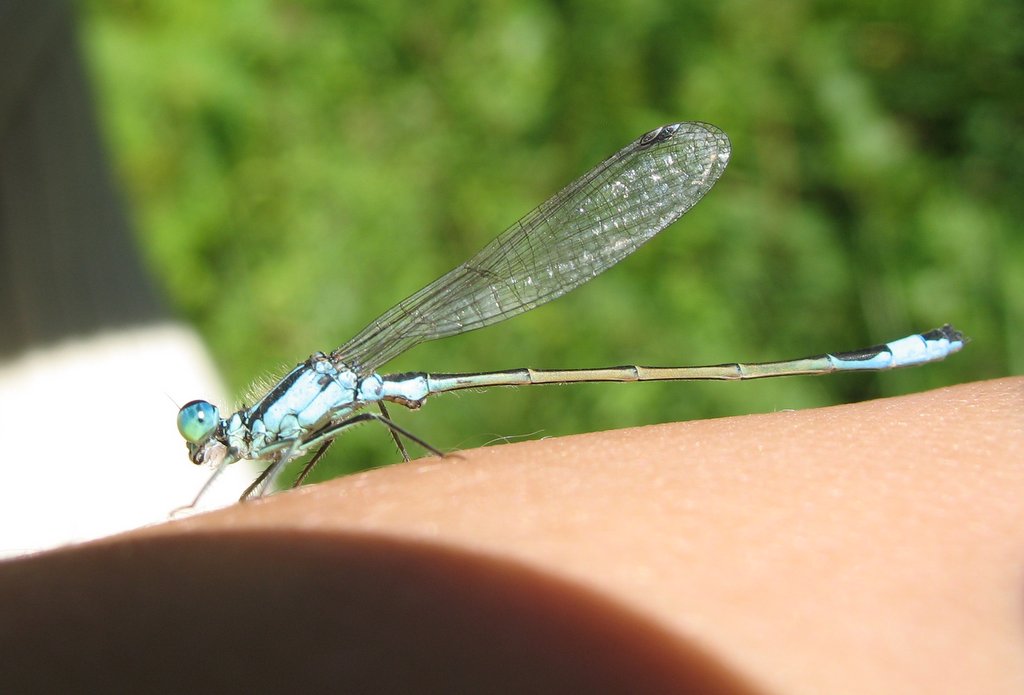 2012-07-21-Sortie libellules et papillons